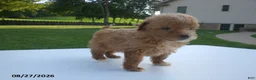Yorkiepoo dogs for sale: Gene - Ad 11
