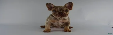 French Bulldog Puppy 1