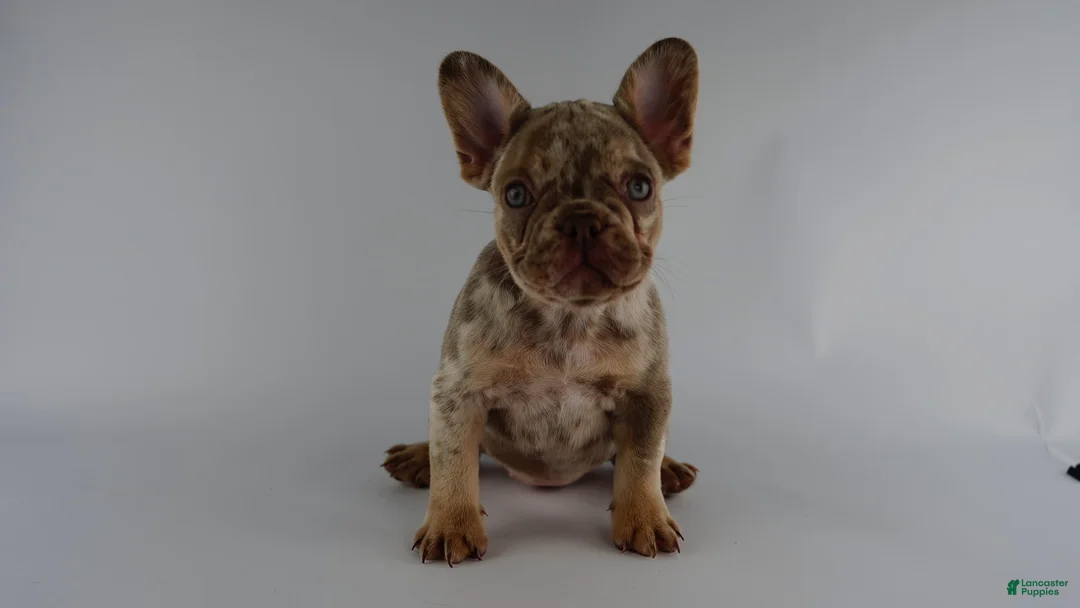 French Bulldog dogs for sale: French Bulldog Puppy 1 - Ad 1