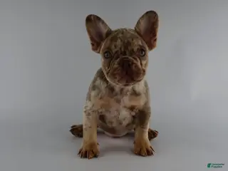 French Bulldog dogs for sale: French Bulldog Puppy 1 - Ad 4