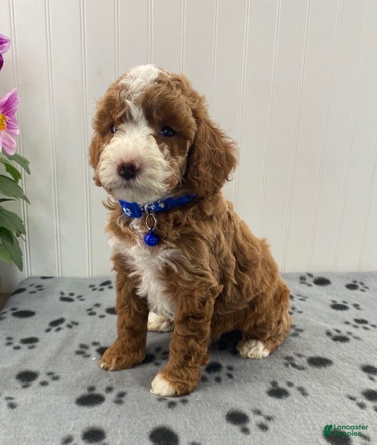 Miniature Poodle dogs Parker - Ad 1