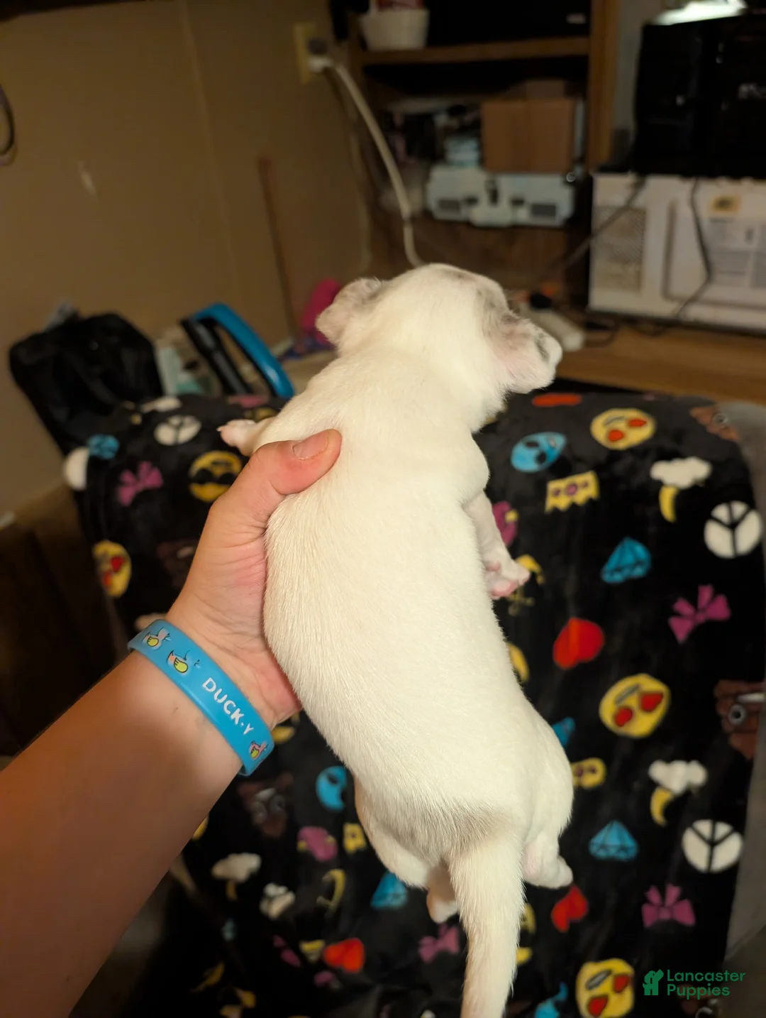 Chihuahua dogs for sale: Eeyore - Ad 2