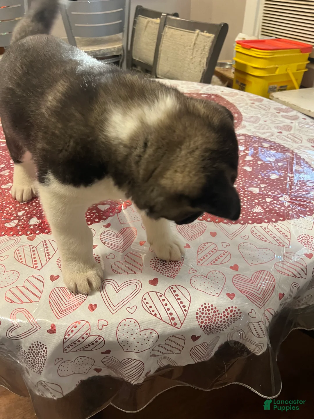 Akita dogs for sale: Dancer - Ad 5
