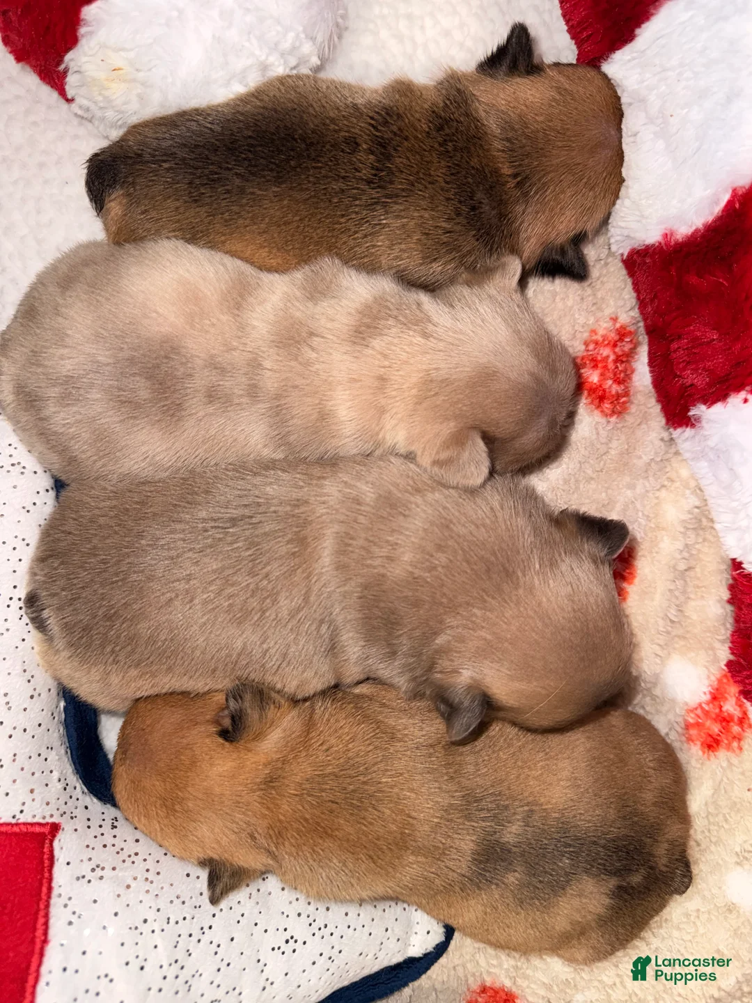 French Bulldog dogs for sale: French Bulldog Puppy 2 - Ad 15