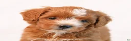 Mini Goldendoodle dogs for sale: Kira - Ad 4