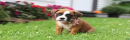 Boxer dogs for sale: Betty - Ad 12