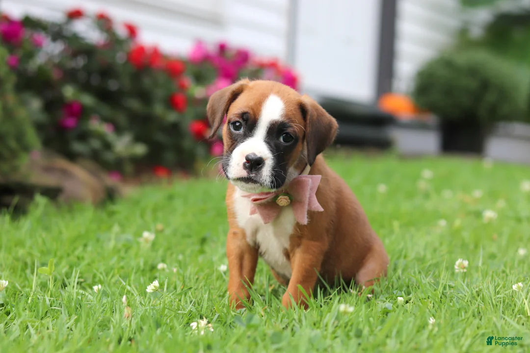 Boxer dogs for sale: Betty - Ad 12