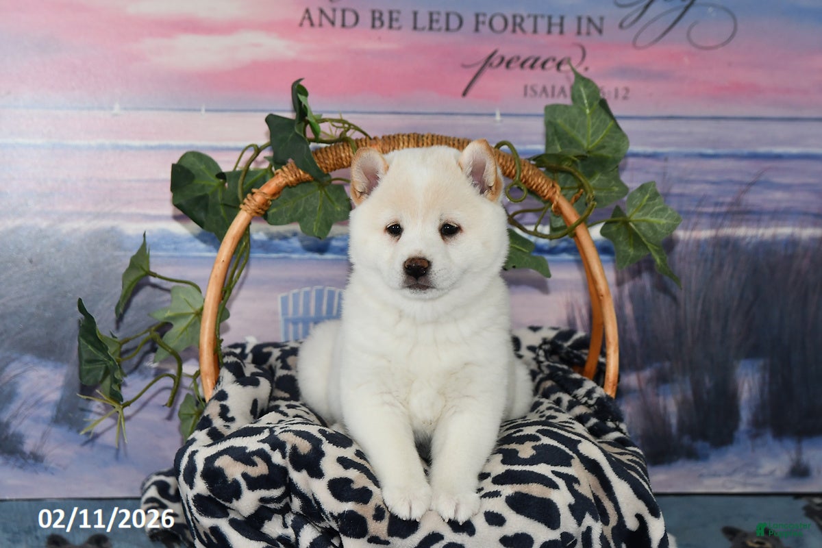 Shiba Inu dogs Bonnie - Ad 2