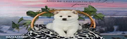 Shiba Inu dogs for sale: Bonnie - Ad 2
