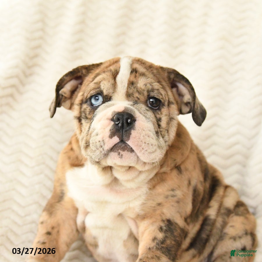 English Bulldog dogs Molly - Ad 2