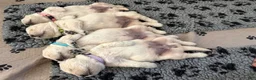 Golden Retriever dogs for sale: Golden Retriever Puppy 3 - Ad 2