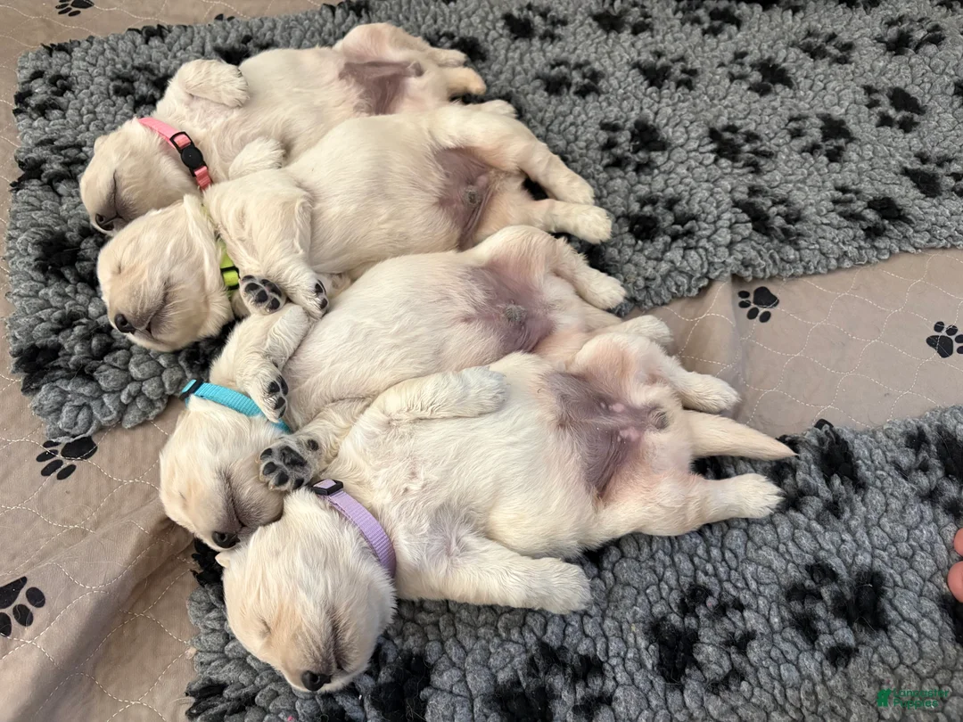 Golden Retriever dogs for sale: Golden Retriever Puppy 3 - Ad 2