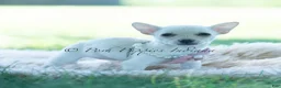 Chihuahua dogs for sale: Coconut - Ad 4