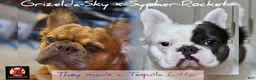 French Bulldog dogs for sale: Ahumado, the bold charmer 🐾 - Ad 7
