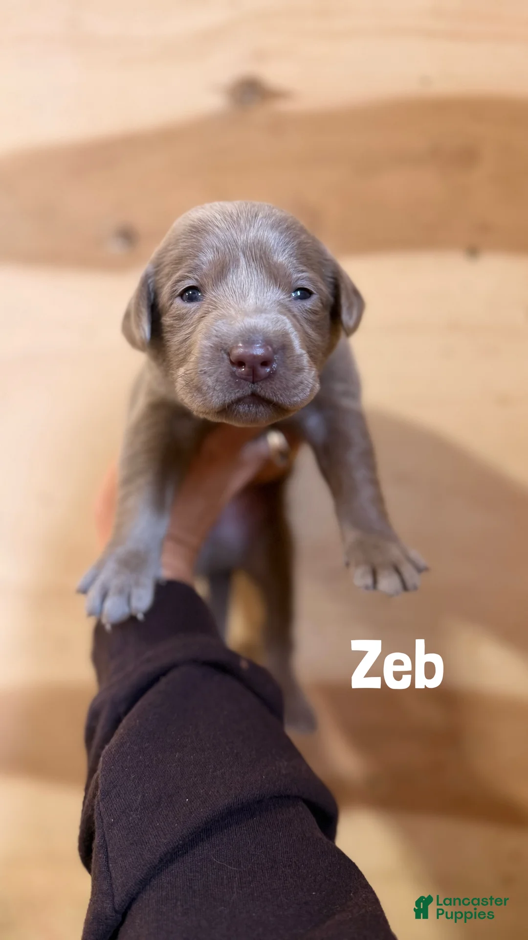 Labrador Retriever dogs for sale: Zeb - Ad 1