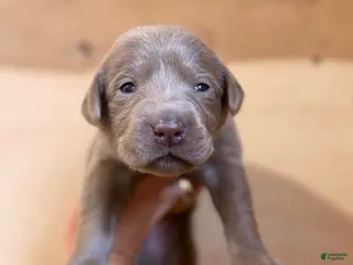 Labrador Retriever dogs Zeb - Ad 33