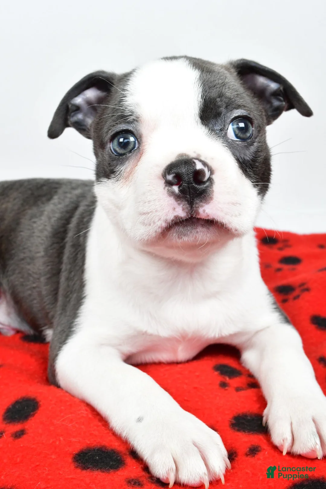 Boston Terrier dogs for sale: Tanner - Ad 9
