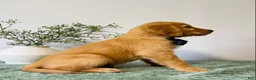 Golden Retriever dogs for sale: Duke - Ad 3