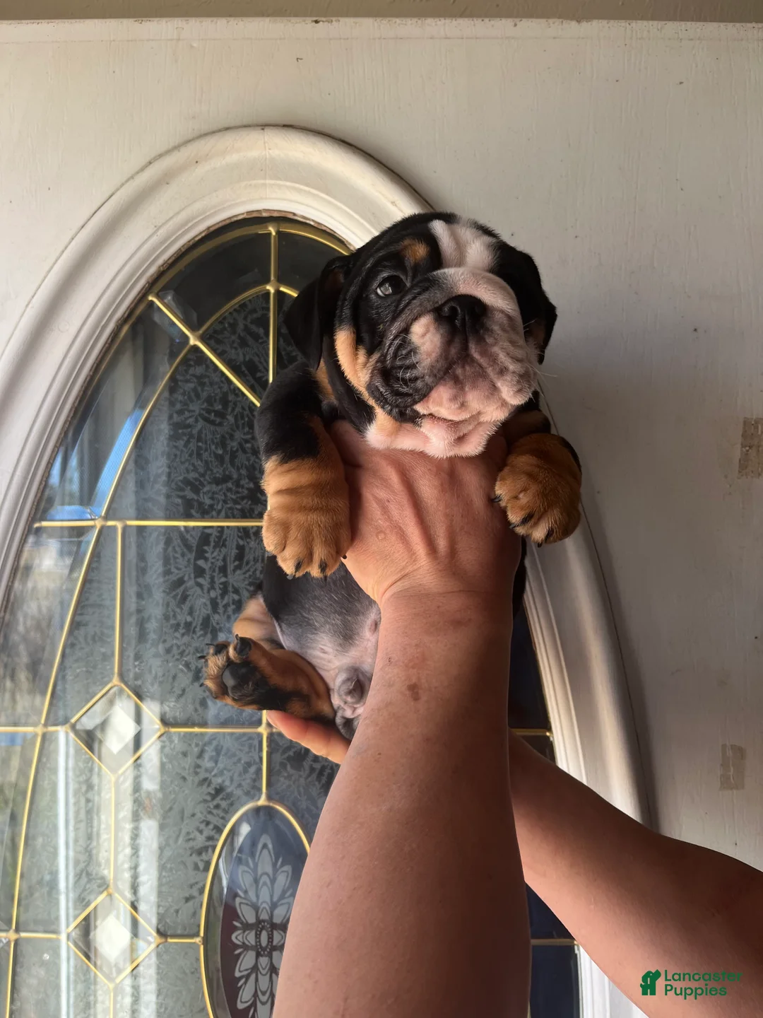 English Bulldog dogs for sale: English Bulldog Puppy 2 - Ad 9