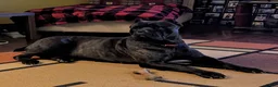 Cane Corso dogs for sale: Lilly - Ad 2