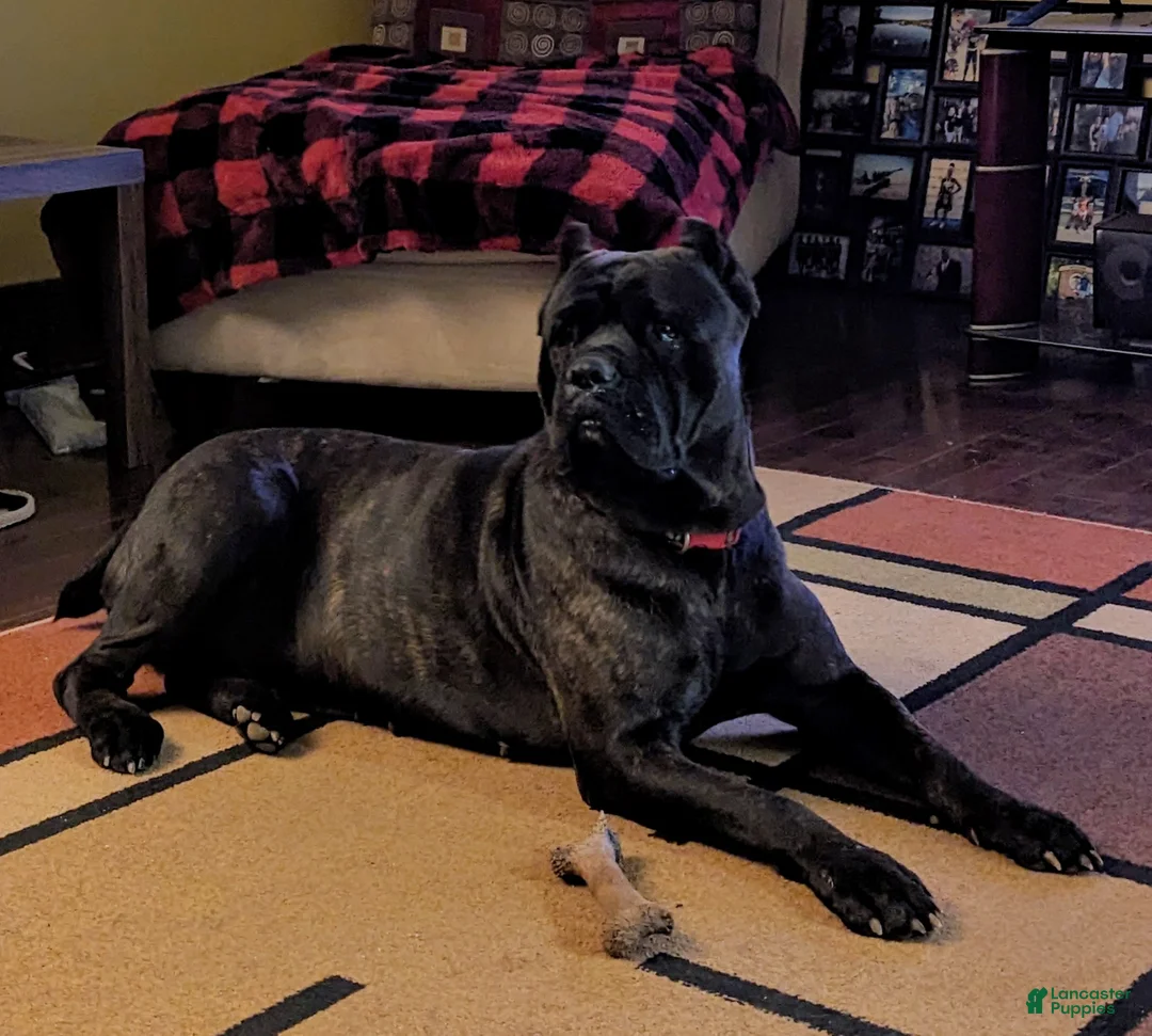 Cane Corso dogs for sale: Lilly - Ad 2