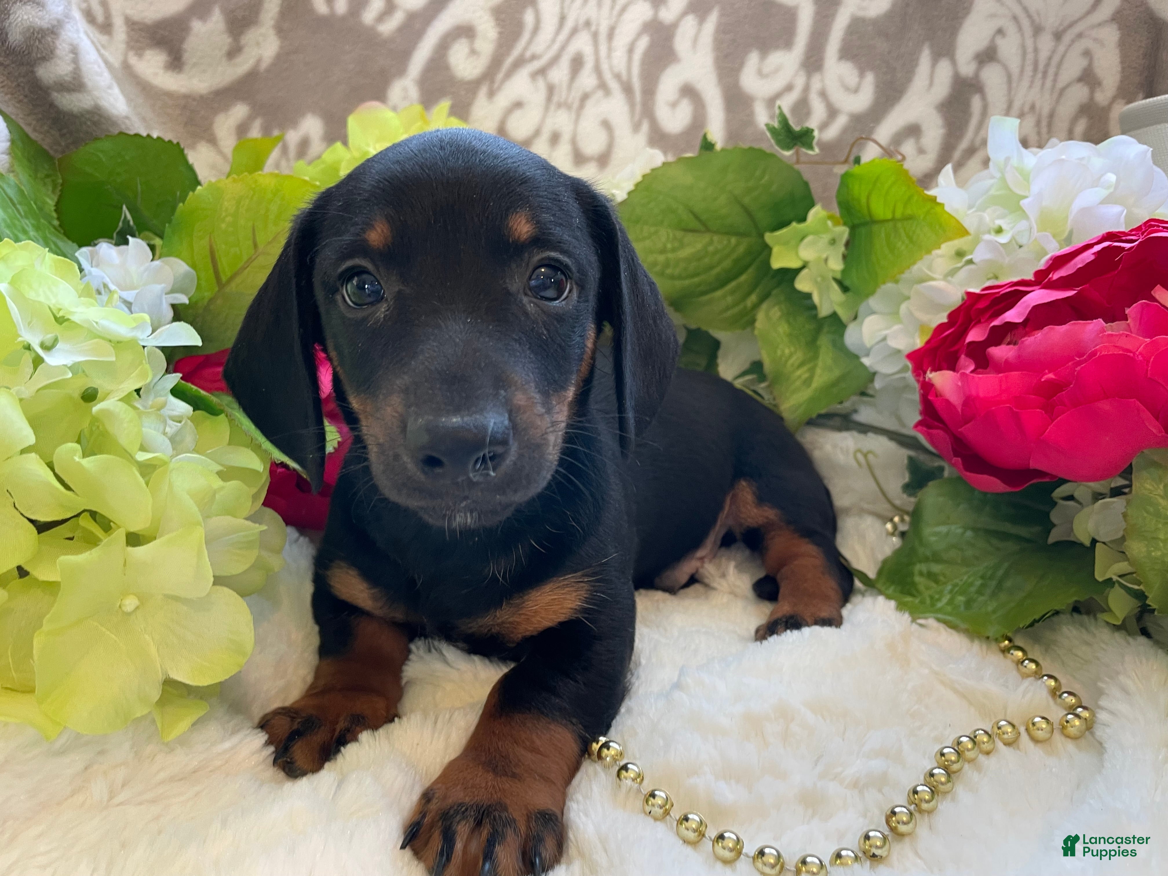 Miniature Dachshund dogs Prince - Ad 1
