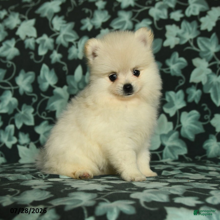Pomeranian dogs Darling - Ad 1