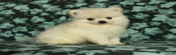 Pomeranian dogs for sale: Darling - Ad 1