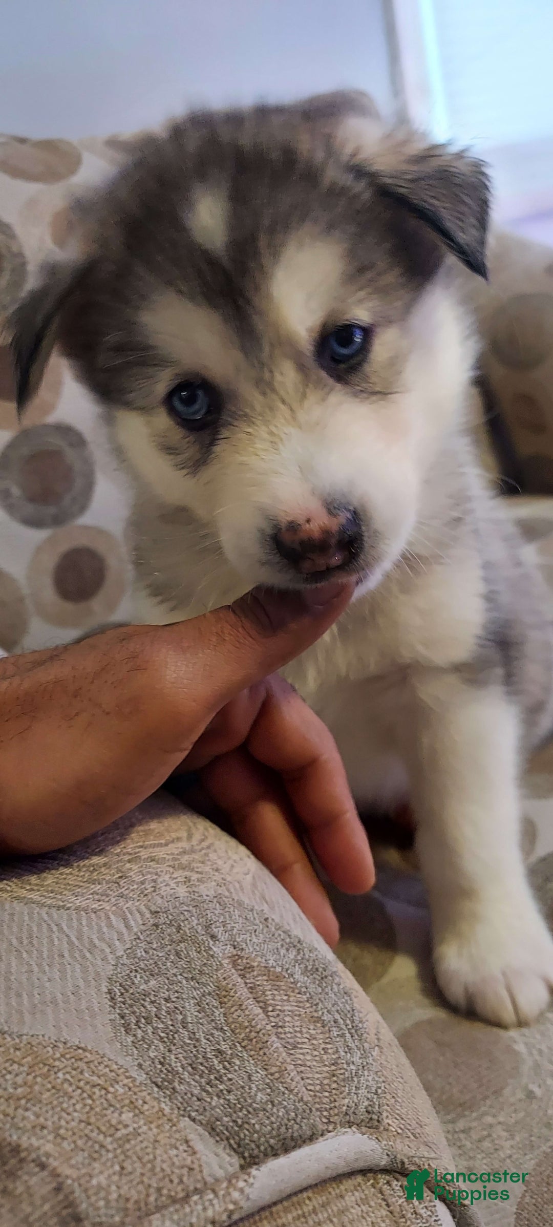 Gallery Image {{count}}