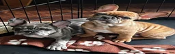 French Bulldog dogs for sale: Louie (Blue Merle) - Ad 5
