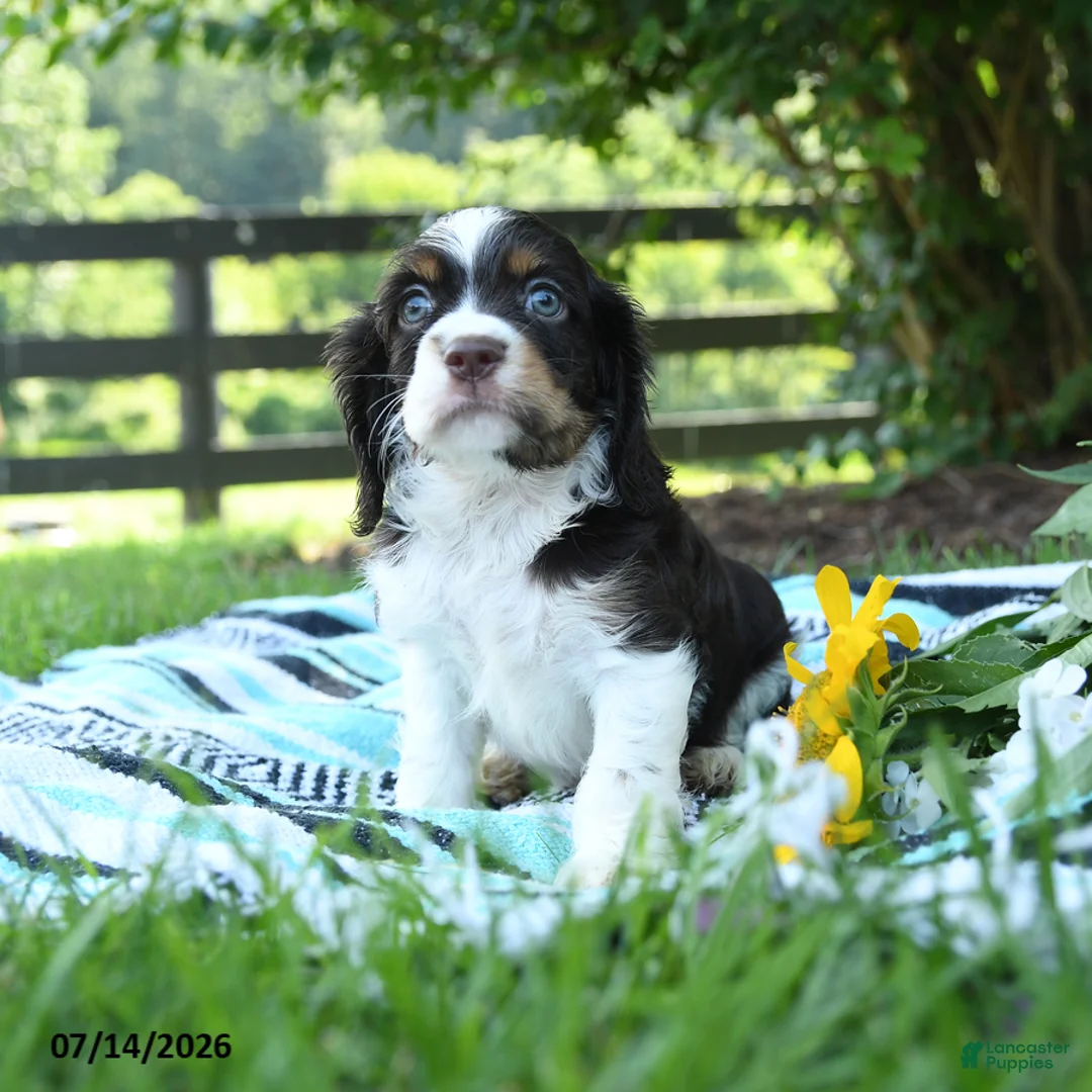 English Cocker Spaniel dogs for sale: Nutmeg - Ad 1