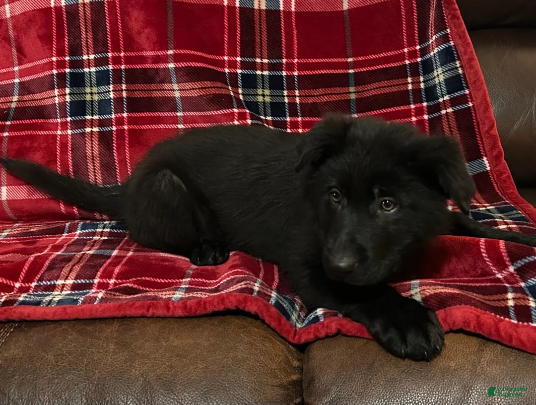 German Shepherd dogs for sale: Cody/Willow Purple - Ad 3