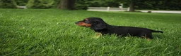 Dachshund dogs for sale: ISAIAH - Ad 2