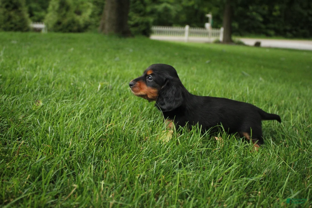 Dachshund dogs for sale: ISAIAH - Ad 2