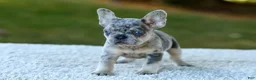 French Bulldog dogs for sale: Copper - Blue Merle - Ad 5