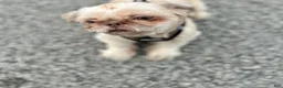 Shih Tzu dogs for sale: Shih Tzu 1 - Ad 5