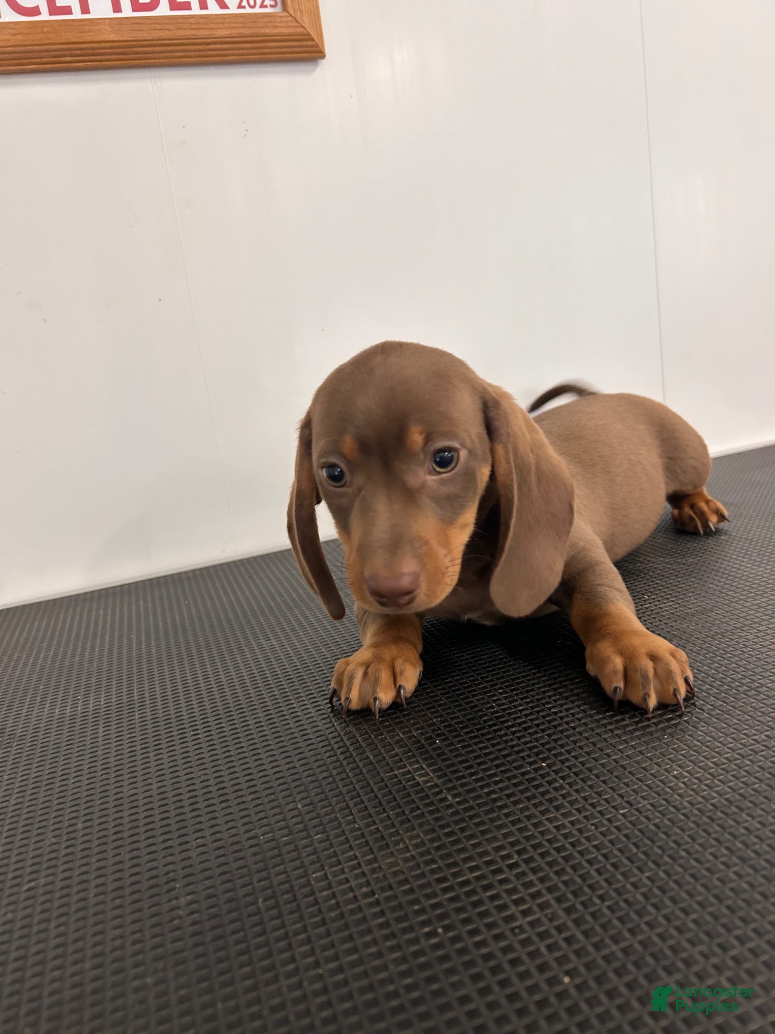 Miniature Dachshund dogs Gary  - Ad 1