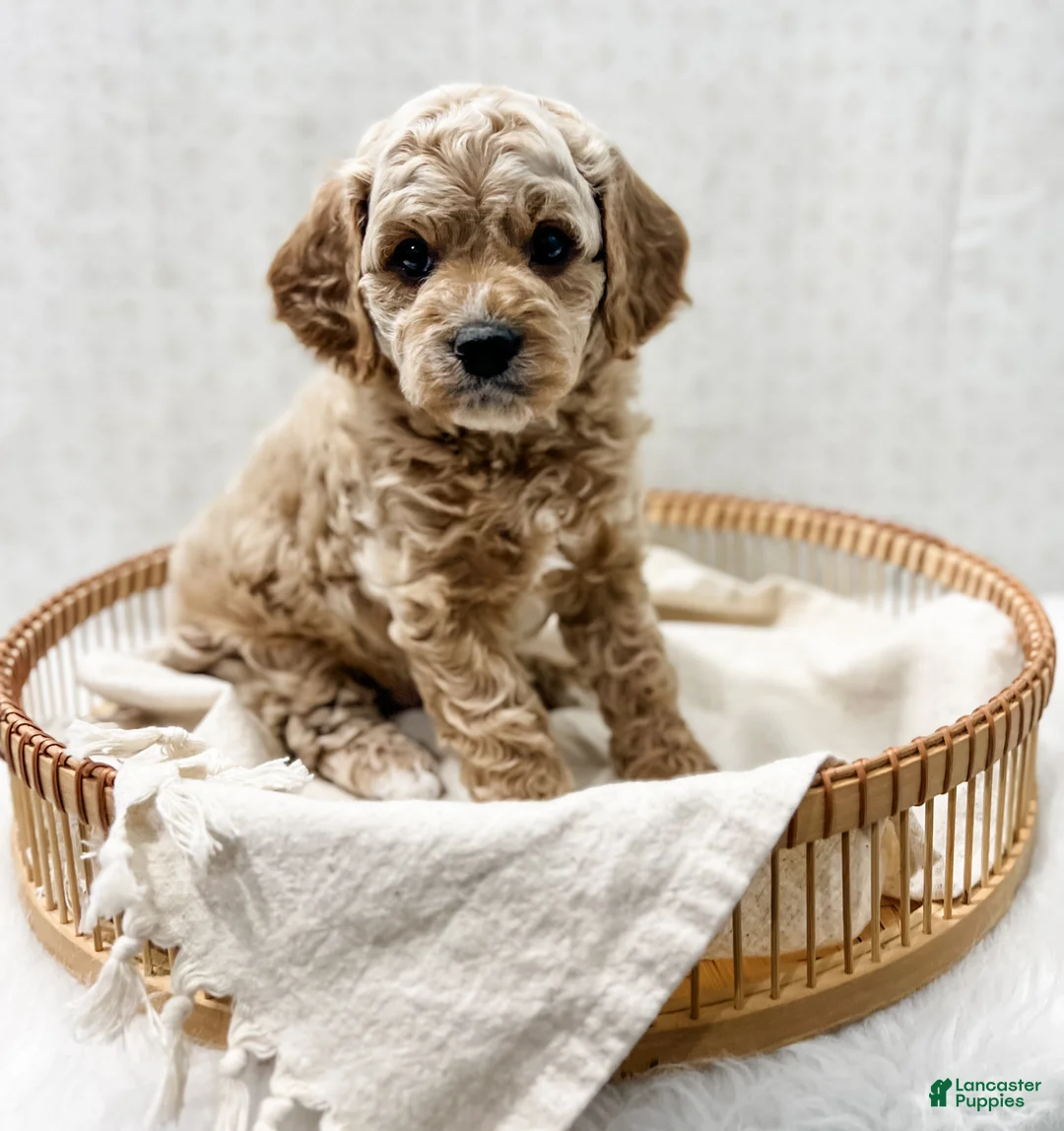 Cavapoo dogs for sale: Remi - Ad 5