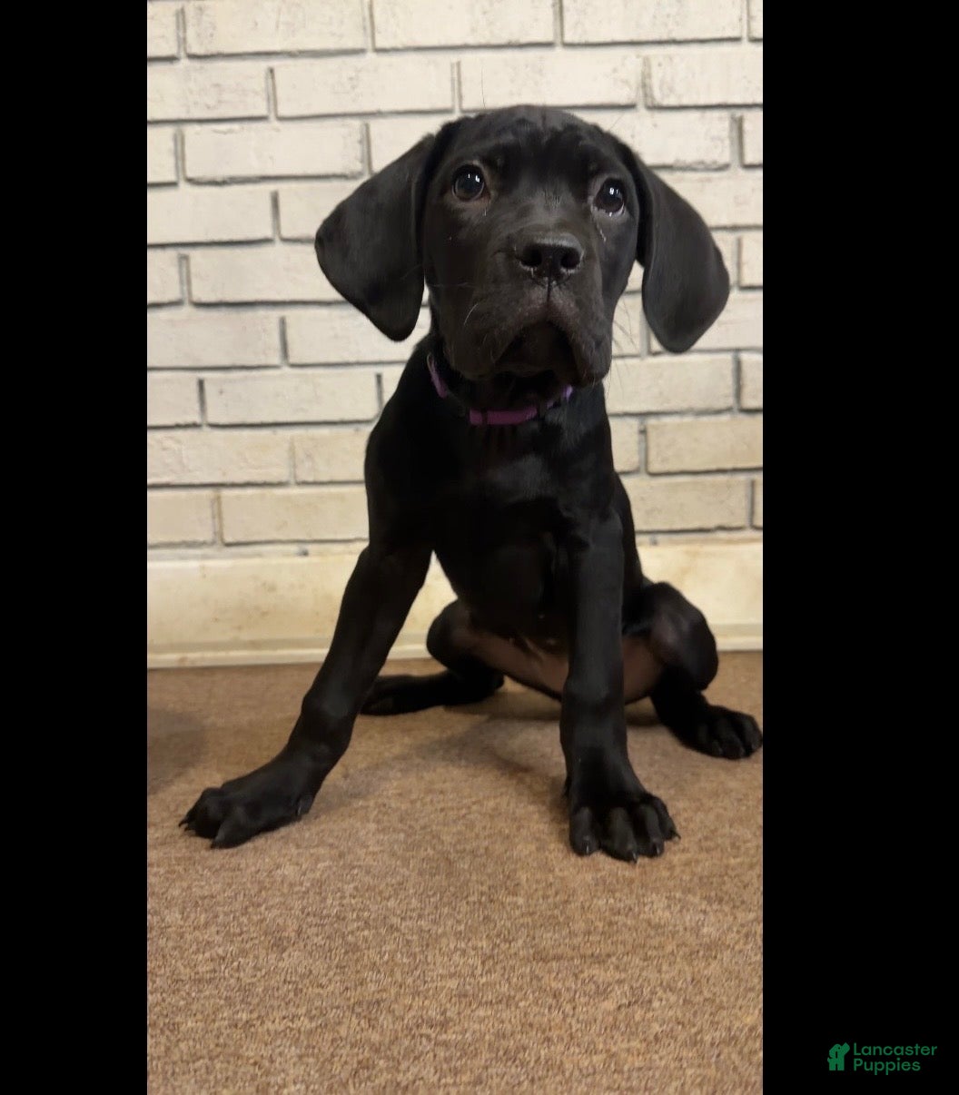Cane Corso dogs Cane Corso purple  - Ad 28