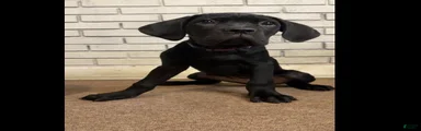 Cane Corso purple 