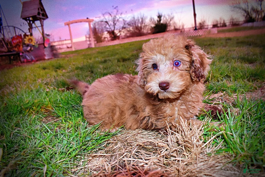 Havapoo dogs for sale: Yummy - Ad 10