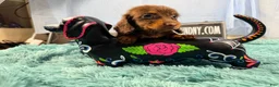Miniature Dachshund dogs for sale: Champion bred long coat girl - Ad 6
