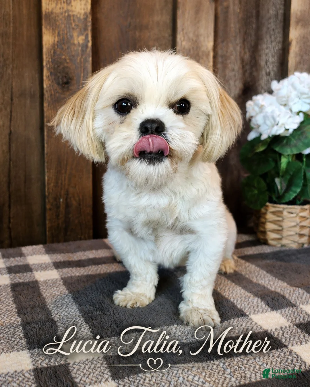 Teddy Bear dogs for sale: Oakley Jude - Ad 3