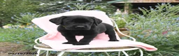 Labrador Retriever dogs for sale: Mister - Ad 1