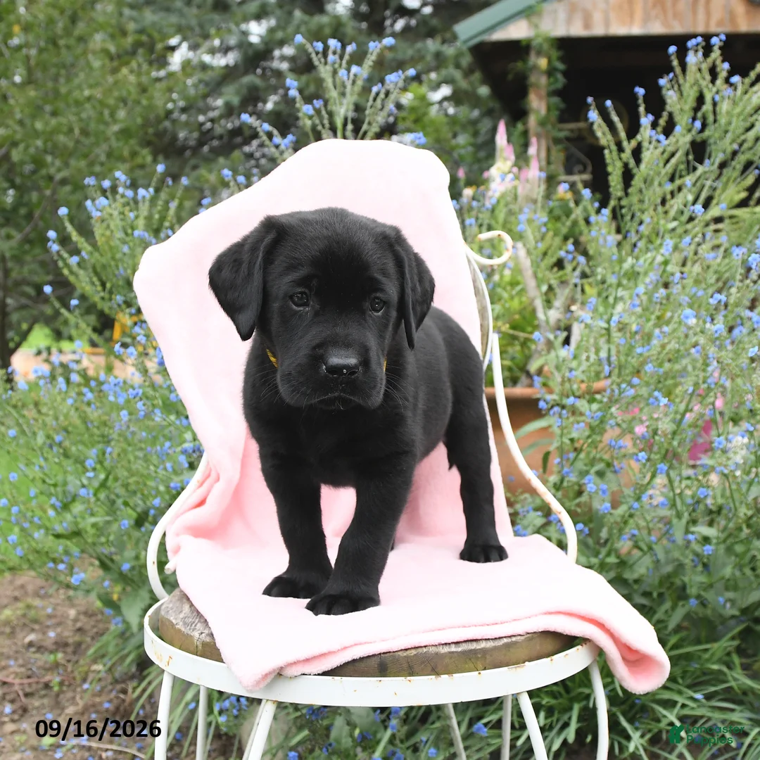 Labrador Retriever dogs for sale: Mister - Ad 1