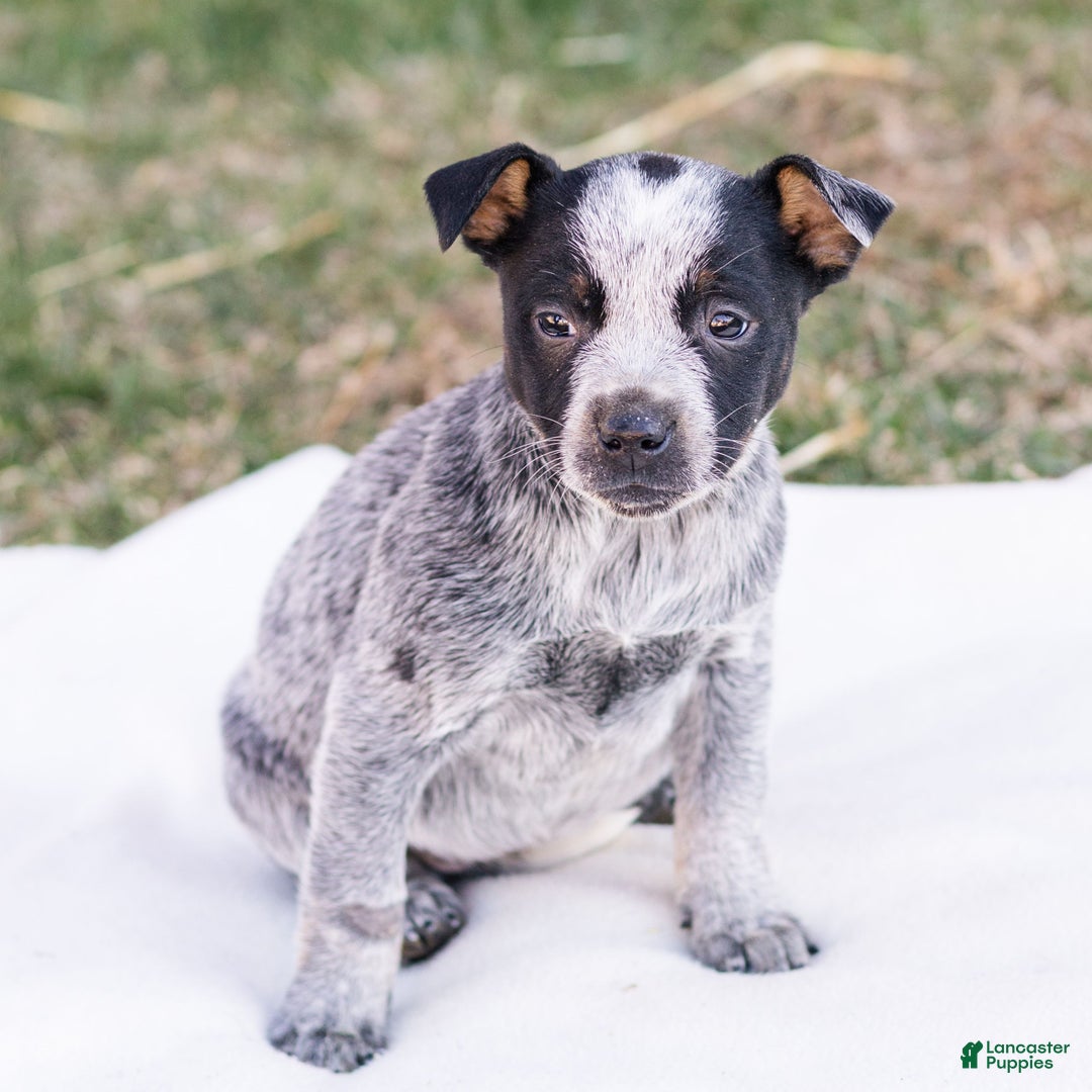 Mixed Breed dogs for sale: Heather  - Ad 3