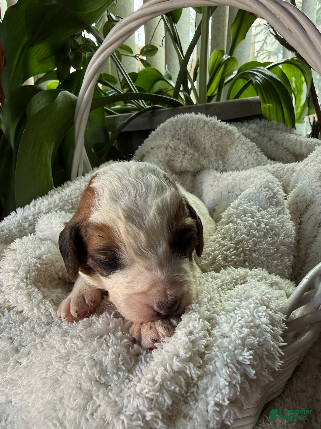 Mixed Breed dogs for sale: Andy - Ad 2