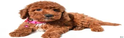 Miniature Poodle dogs for sale: Connie - Ad 7