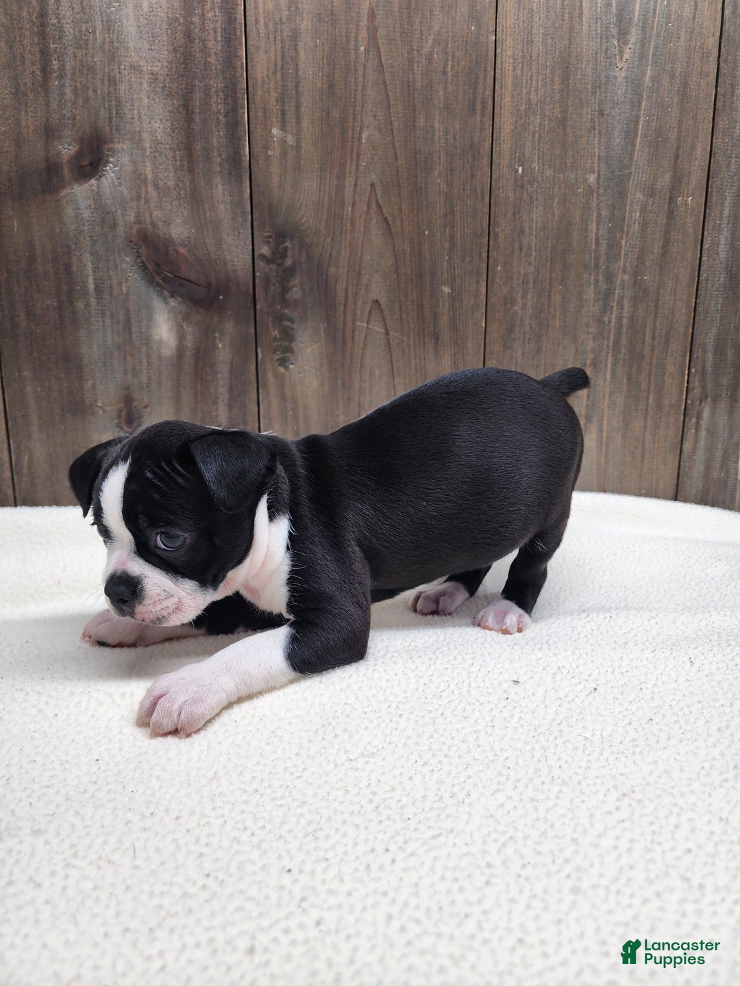 Boston Terrier dogs for sale: Boston Terrier Puppy 6 - Ad 7