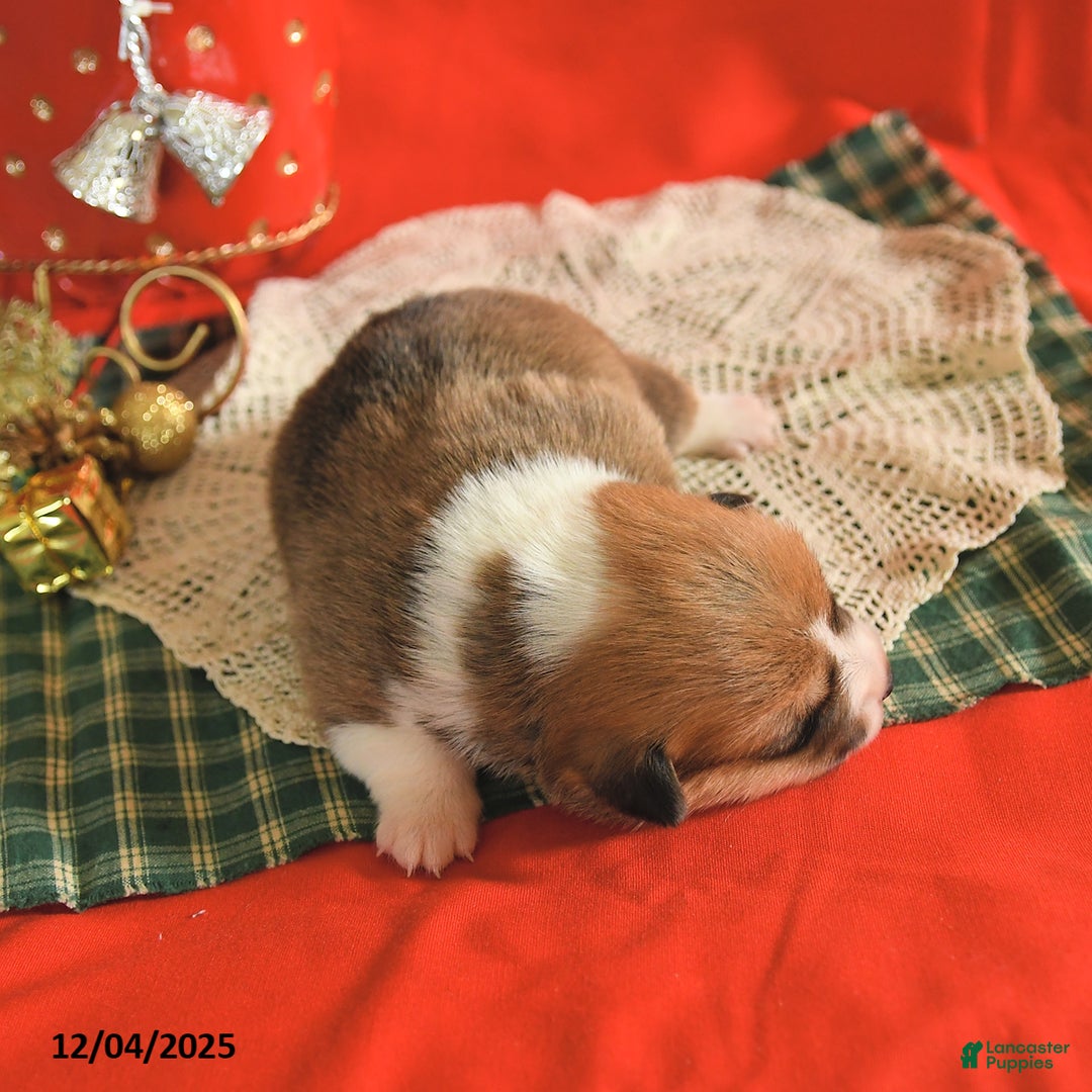 Welsh Corgi Pembroke dogs for sale: Penny - Ad 4